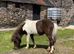 Shetland gelding