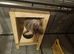 2 female chinchilla and cage