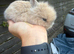 Baby Rabbits