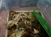 Young Pictus Geckos for sale