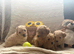 Licensed Teeny Tiny Maltipoo pups