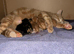 Ginger kitten
