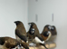 Bengals finch