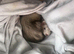 Pair of ferret kits
