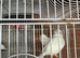 3 white canaries for sale