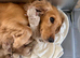Cockerpoo puppies