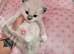 3 Championship Ragdoll (Cherubim)beautiful kittens with Genetic Test Certyficate HCM and PKD.