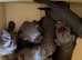6 puppy&rsquo;s one is chocolate merle very rare