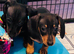 Beautiful cut little smooth coat dachshund puppies