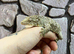 Birthday Week-end Surprise - Full PVC Setup + Leachianus Giant Gecko