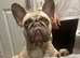 French bulldog for adoption