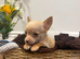 Chihuahua boy puppy