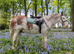 Show cob light weight hunter 15hh .