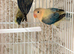 Aquas and aquas Euwing Fischer lovebirds available