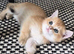 Chunky Scottish kittens