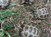 Horsfield baby tortoises for sale
