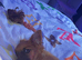Yorkie mix whit Pomeranian