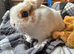1 year old male netherland dwarf rabbit