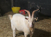 Pygmy Breeding Buck