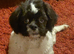 1 male Shih tzu puppy left for sale, (REDUCED)