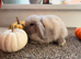 2 Minni lop does and 2 Minni lop Bucks