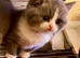 British Shorthair Kittens for sale