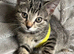 6 month old neutered kittens and female