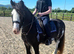Lovely family pony