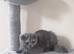 Scottish Fold & Straight Kittens