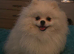 2 year old white teddy bear pomeranian dog for sale