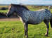 2yr old spotted filly