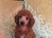 Stunning Red Minature Poodle Girl