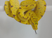 UKCB Green tree pythons