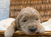 Sunning littler of Australian Double Doodles from Health screened parents