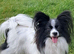 Beautiful papillon puppies