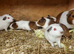 Baby boy guinea pig