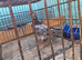 Tipple bird for sale