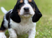 Quality KC Basset puppies
