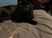 Female black cat 4 years old