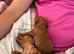 Kc registered toy poodles