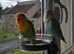 Two 3 month old bonded lovebirds.