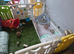 2 mini lop girls with enclosure