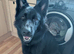17 month black female German shepherd