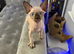 Sphynx Canadian kittens 3 makes ready ti leave now