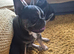 French/English bulldog puppy