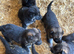 BEAUTIFUL LITTER OF GERMAN SHEPHERD PUPPIES