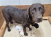 Beautiful Labrador Puppies &ndash; KC Registered