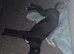 Saluki cross