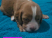 Cocker Spaniel Puppies