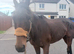 Gorgeous bay looking for loan
